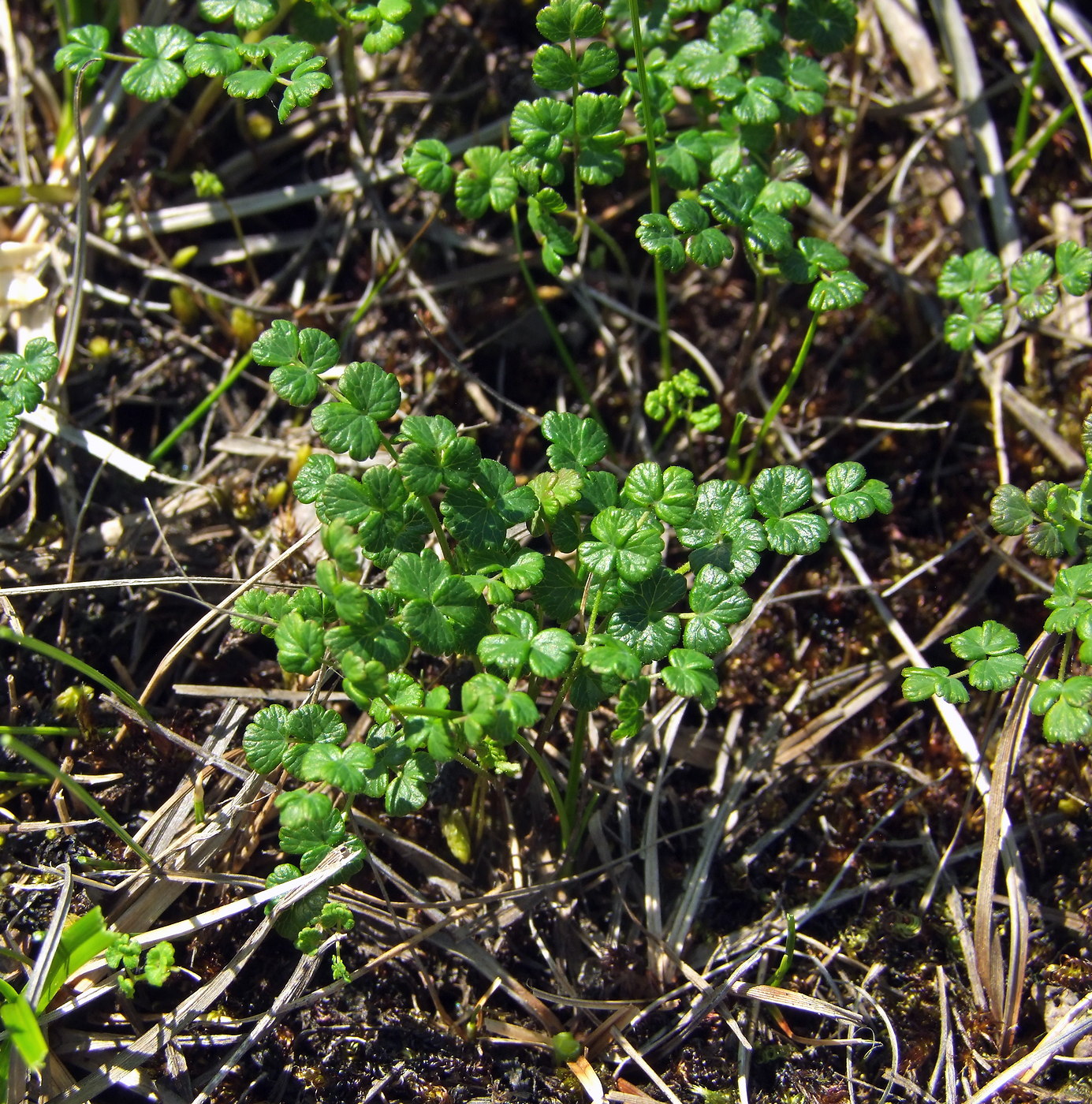 Изображение особи Thalictrum alpinum.