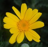genus Euryops. Соцветие. Черногория, муниципалитет Котор, г. Пераст, в культуре. Июль 2018 г.