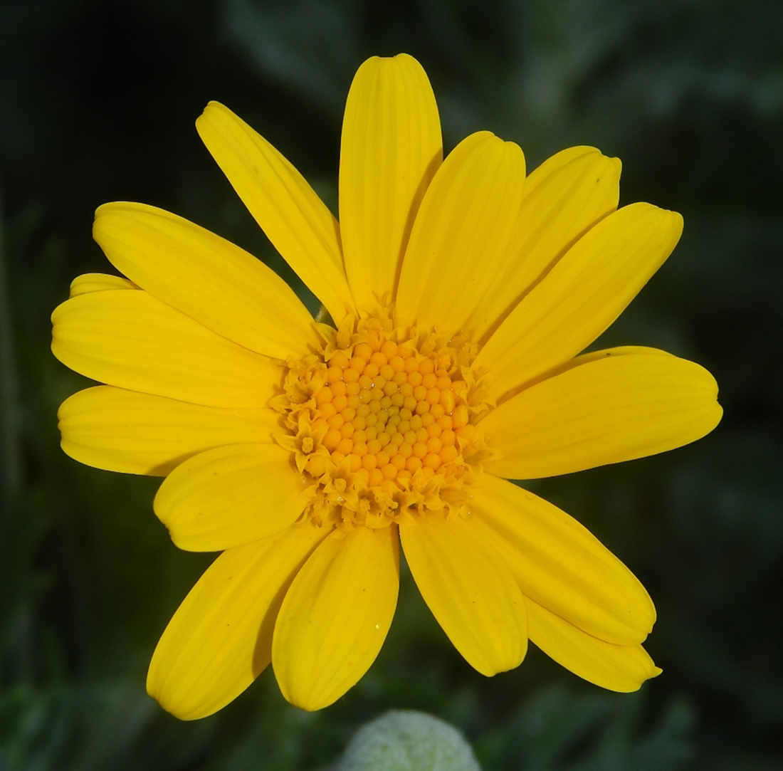 Image of genus Euryops specimen.