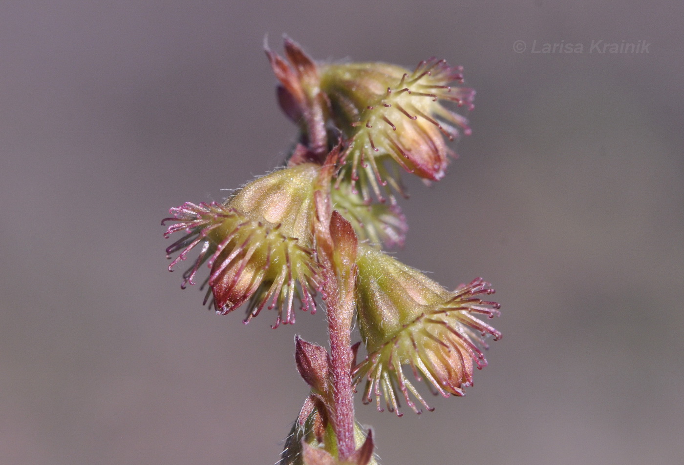 Image of Agrimonia coreana specimen.