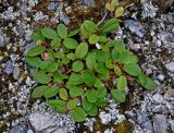 Salix reticulata