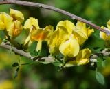 Chamaecytisus ruthenicus. Часть побега с цветками. Восточный Казахстан, г. Усть-Каменогорск, парк Жастар, в культуре. 04.06.2018.