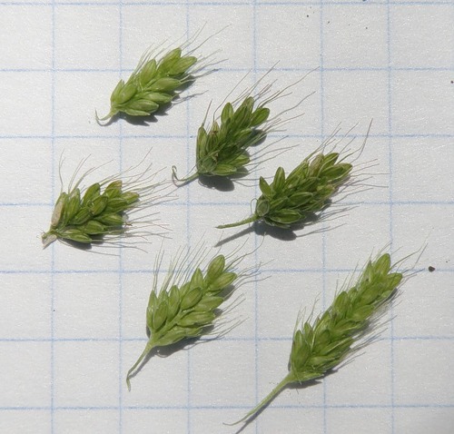 Image of genus Setaria specimen.