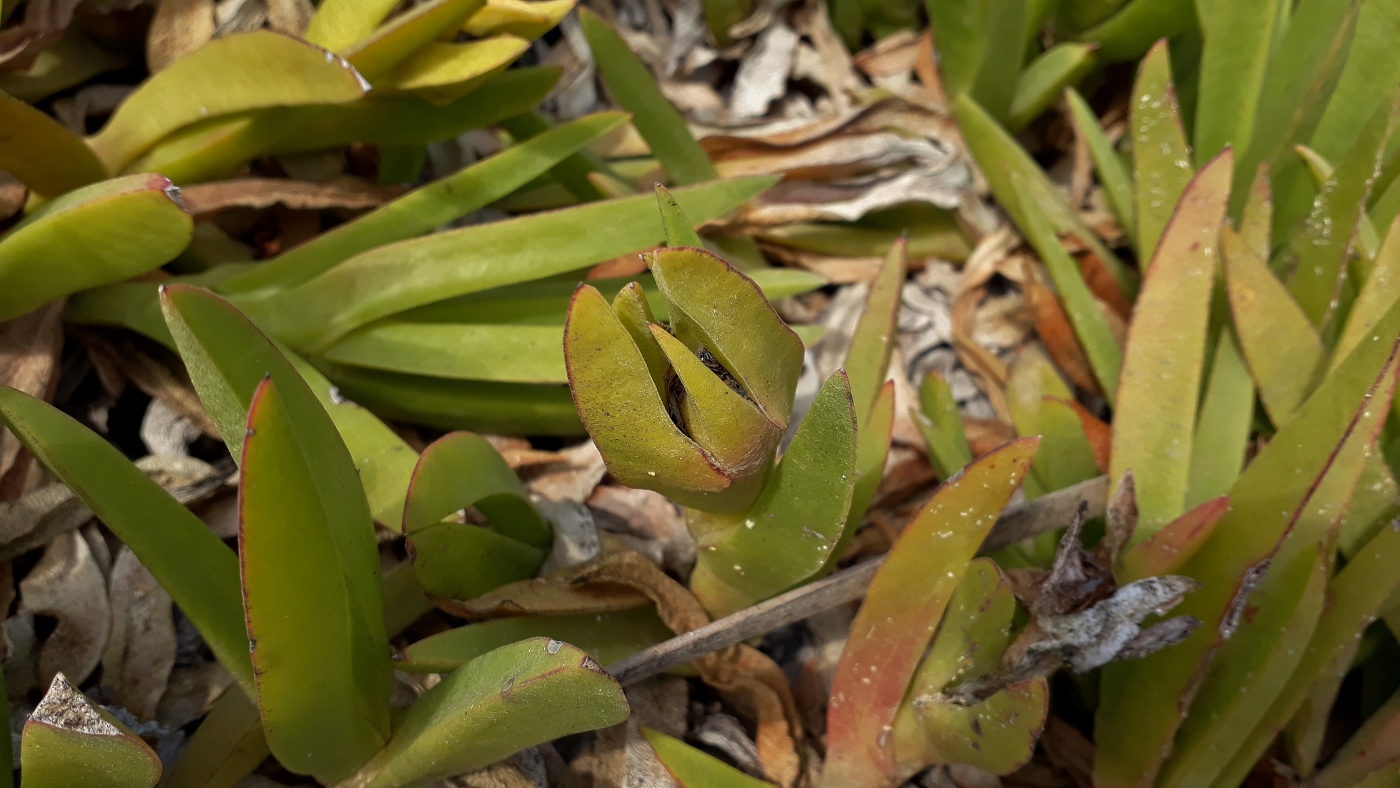 Image of Carpobrotus acinaciformis specimen.