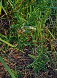 Thermopsis lanceolata. Плодоносящее и вегетирующее растения. Хакасия, Ширинский р-н, берег оз. Шунет, степь. 12.07.2018.