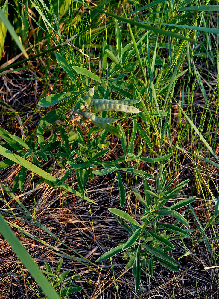 Image of Thermopsis lanceolata specimen.