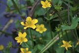 Caltha membranacea