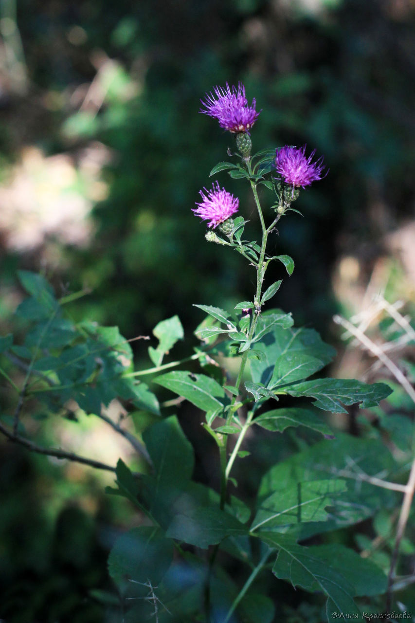 Image of Klasea quinquefolia specimen.