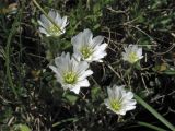 Cerastium eriophorum. Цветки. Украина, Закарпатская обл., Раховский р-н, хр. Свидовец, ≈ 1800 м н.у.м., задернованные выходы горных пород. 2 июля 2010 г.