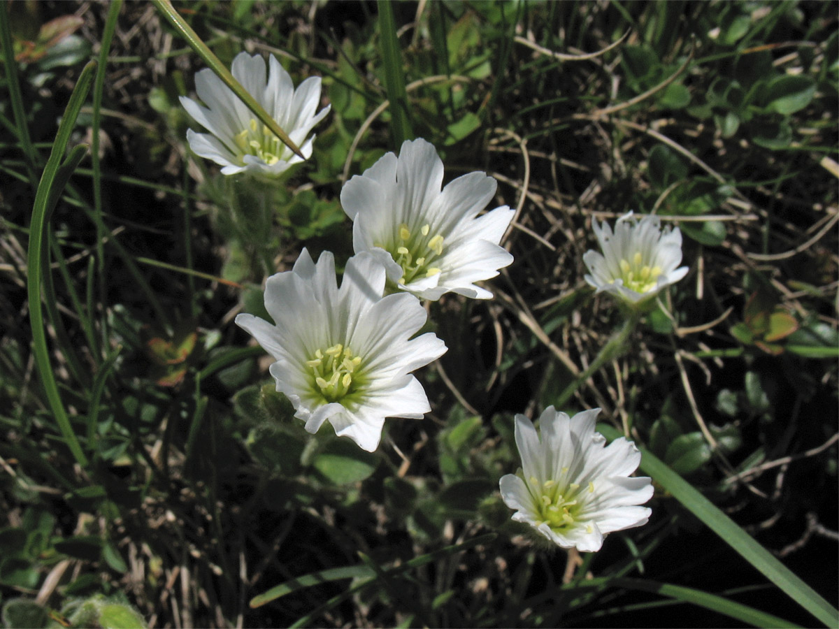 Изображение особи Cerastium eriophorum.