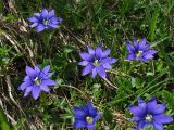 Gentiana laciniata