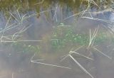 Alisma plantago-aquatica. Растения с отрастающими листьями. Южные окр. Архангельска, канава. 15.06.2011.