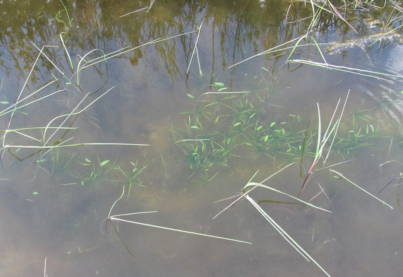 Image of Alisma plantago-aquatica specimen.