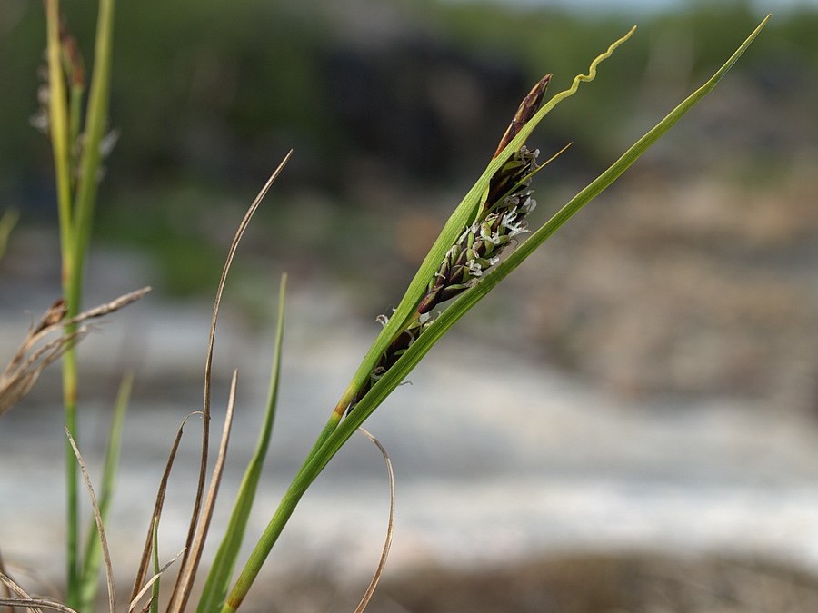 Изображение особи Carex rariflora.