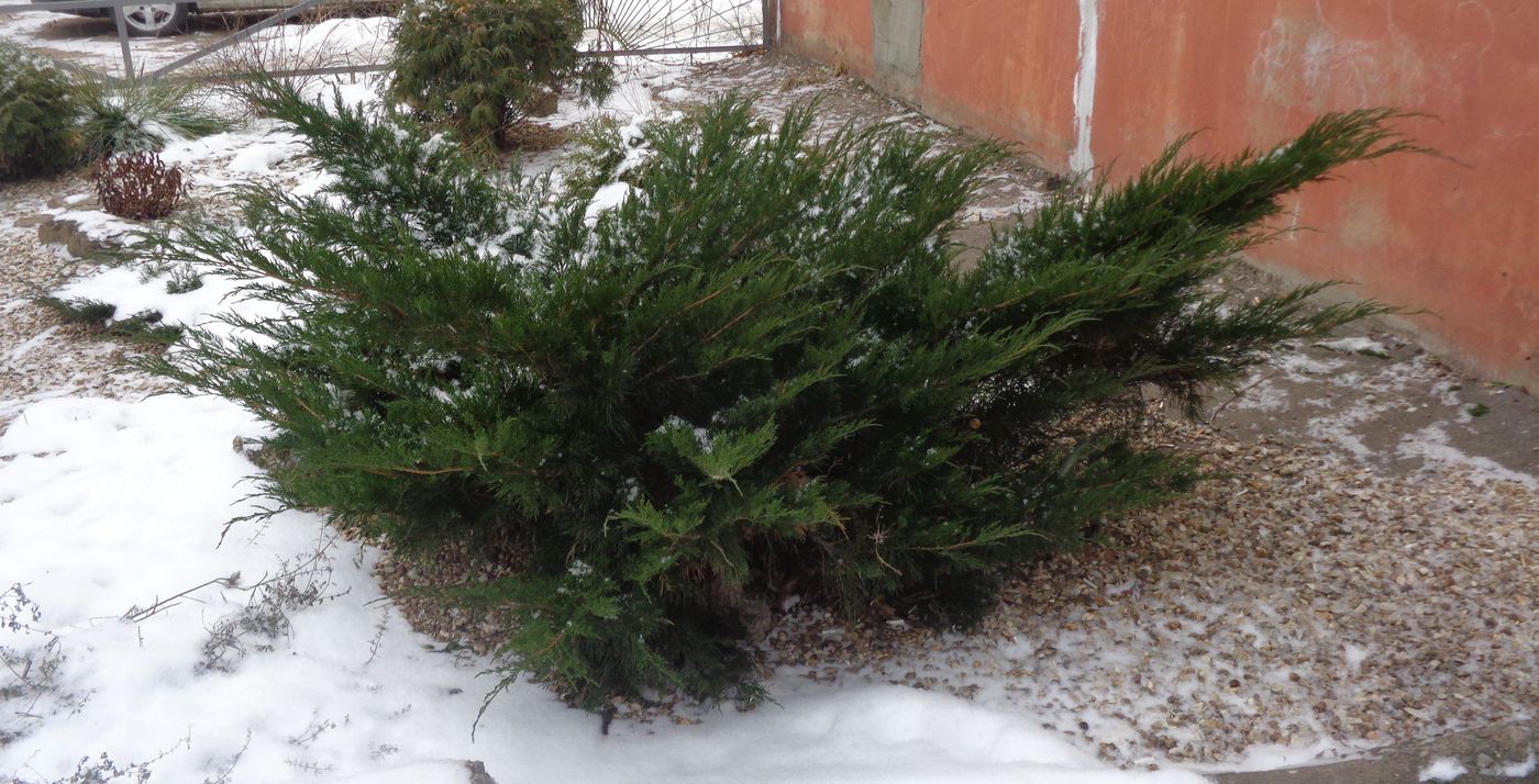 Image of genus Juniperus specimen.