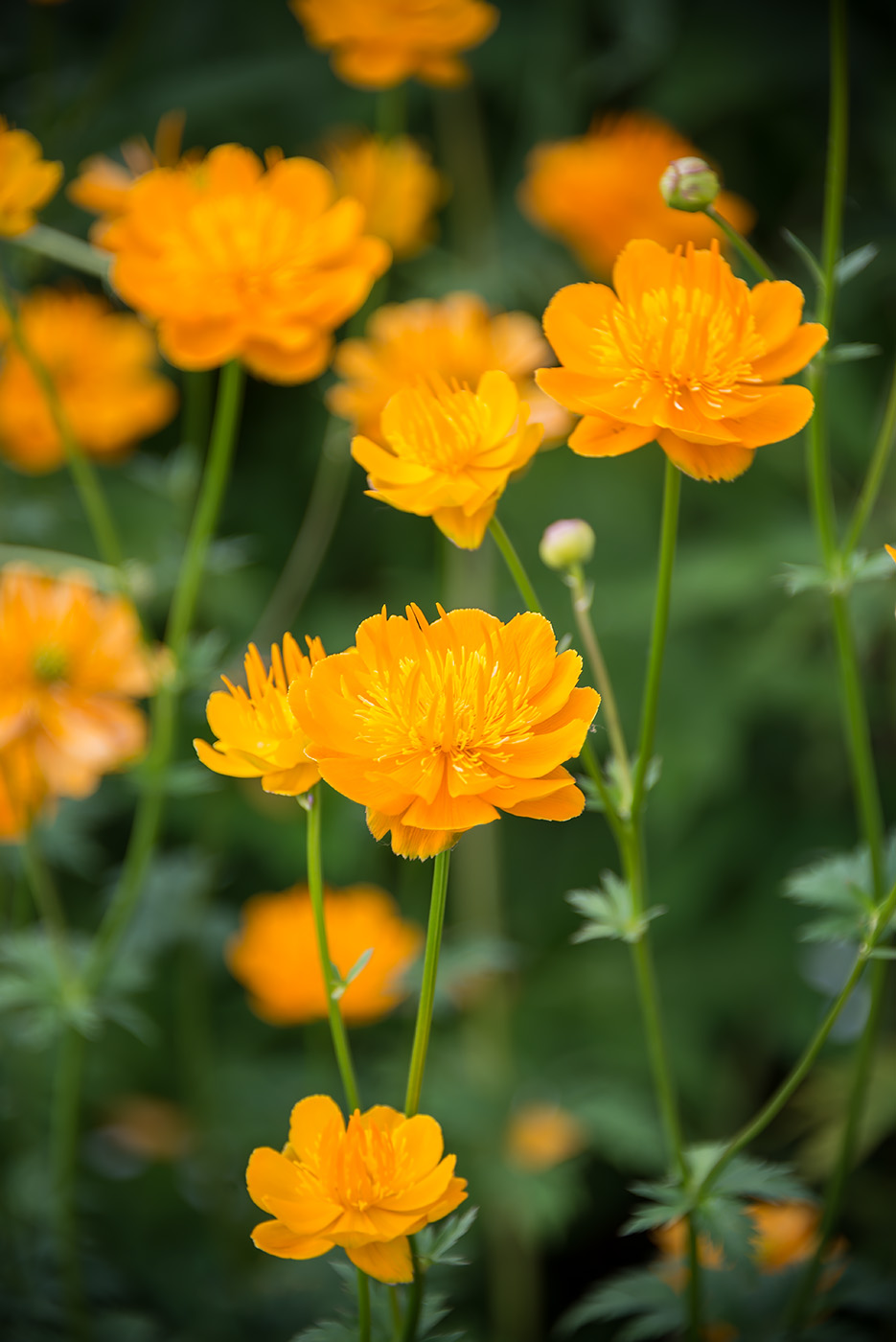 Image of Trollius chinensis specimen.