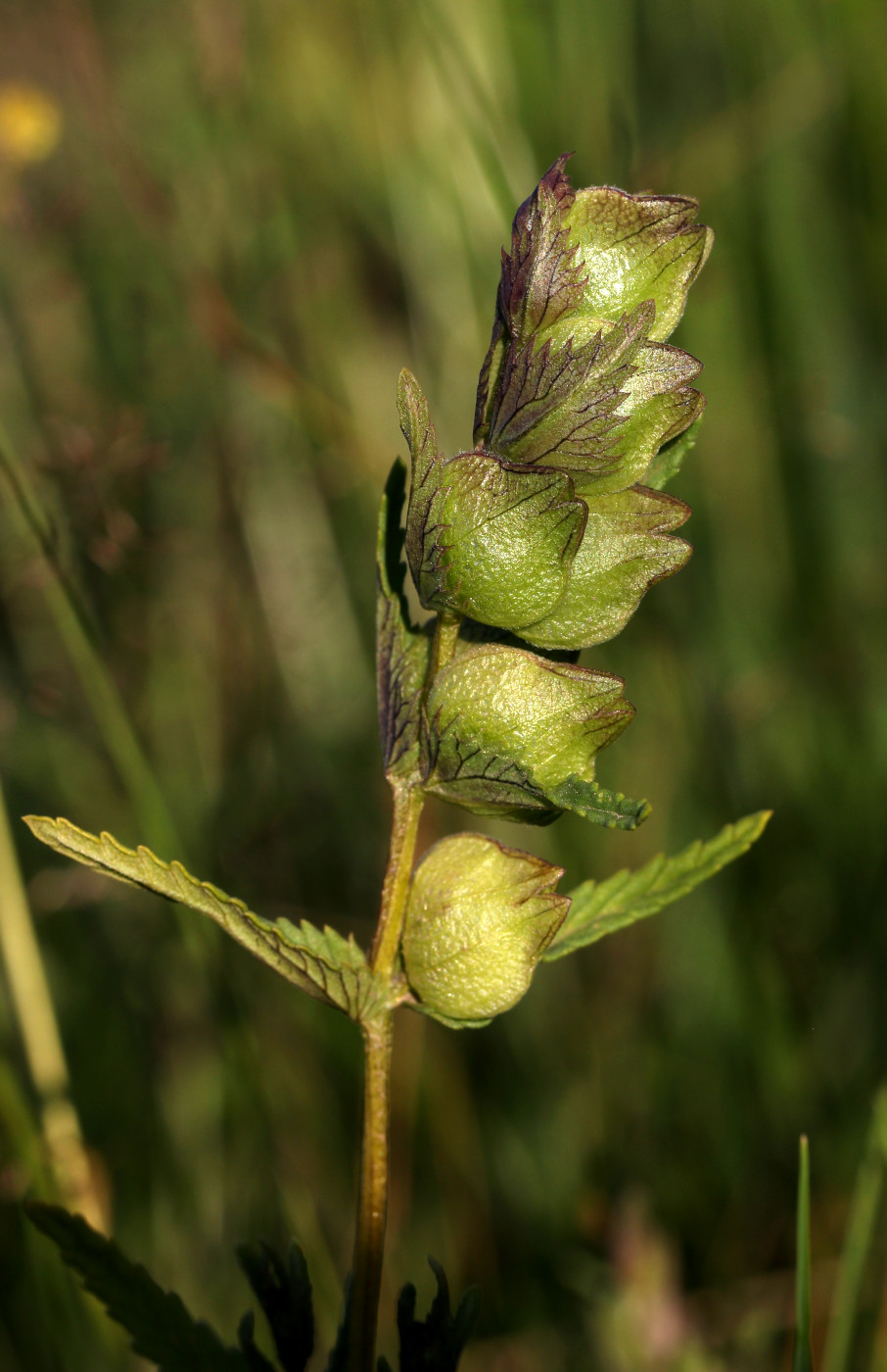 Изображение особи Rhinanthus minor.