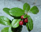 Vaccinium vitis-idaea