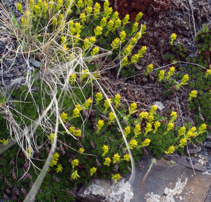 Изображение особи Saxifraga juniperifolia.