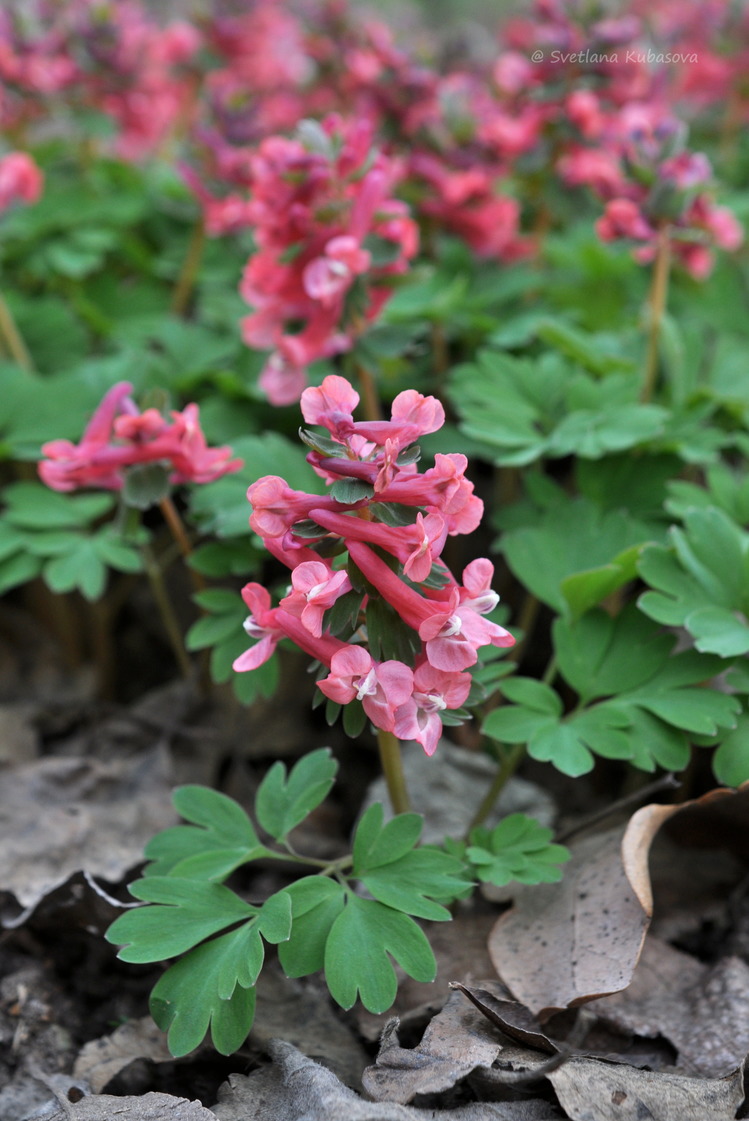 Image of Corydalis solida specimen.