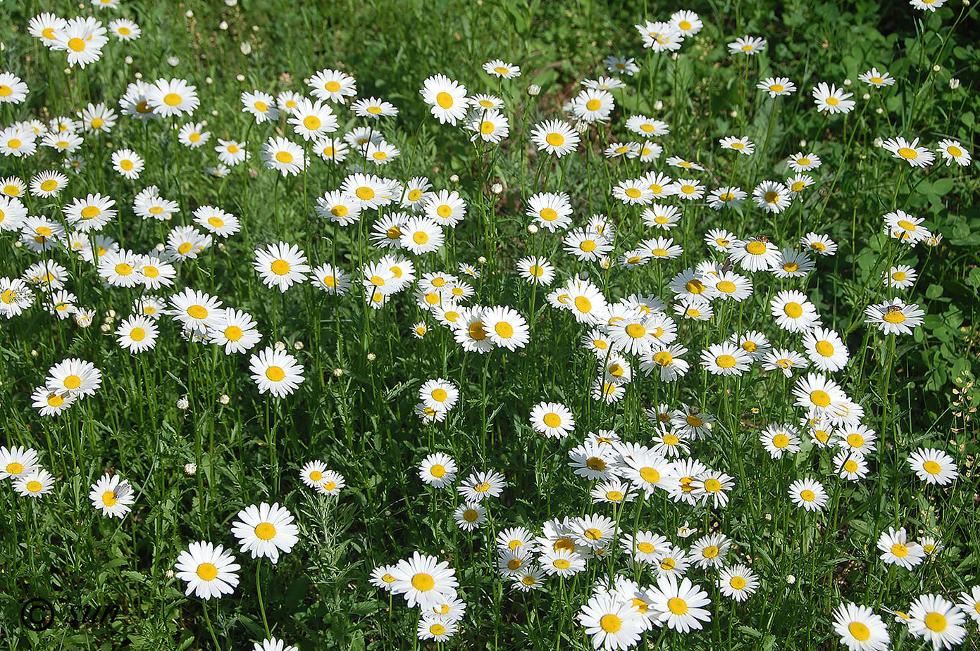 Image of Leucanthemum vulgare specimen.