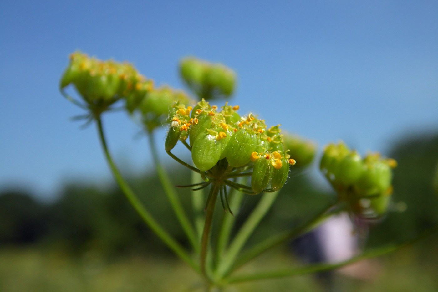 Image of Pastinaca pimpinellifolia specimen.