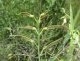 Lathyrus incurvus. Соплодие с незрелыми плодами. Дагестан, Дербентский р-н, 4 км к западу от с. Музаим, долина р. Камышчай, пома, луговое сообщество. 9 июня 2019 г.