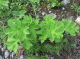 Heracleum asperum. Основание цветущего растения. Кабардино-Балкария, Эльбрусский р-н, ок. 1550 м н.у.м., берег р. Герхожансу. 02.07.2019.