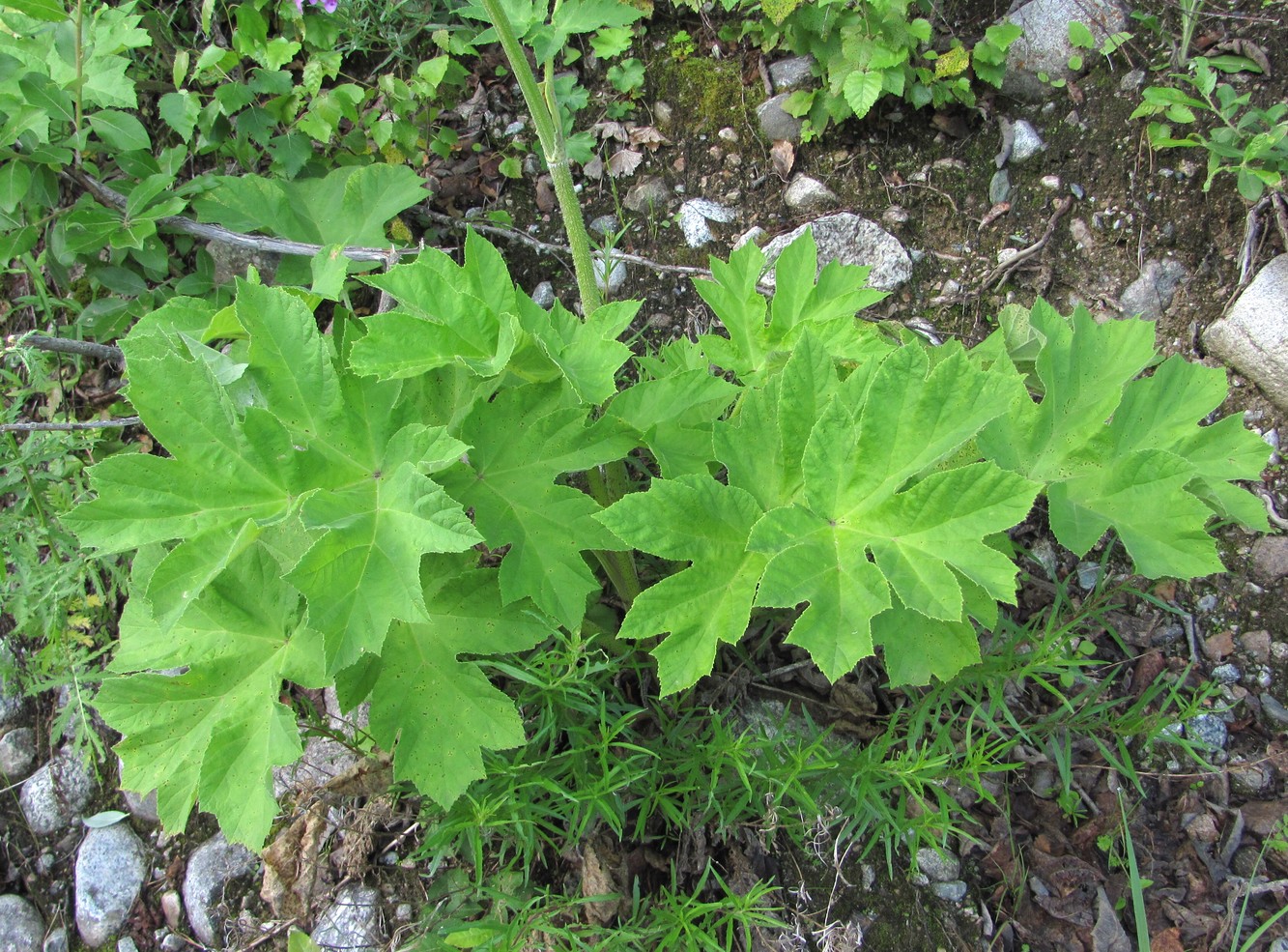 Изображение особи Heracleum asperum.