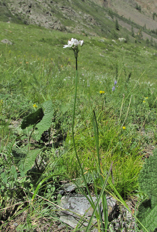 Изображение особи Allium ramosum.