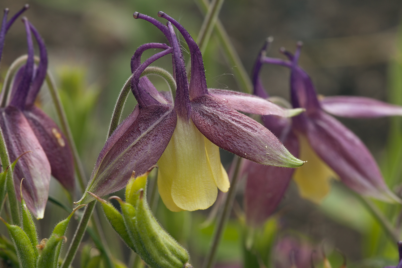 Image of Aquilegia flabellata specimen.