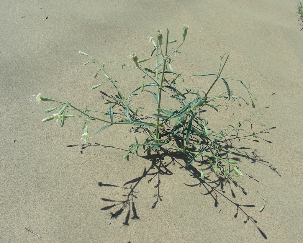 Image of Silene odoratissima specimen.