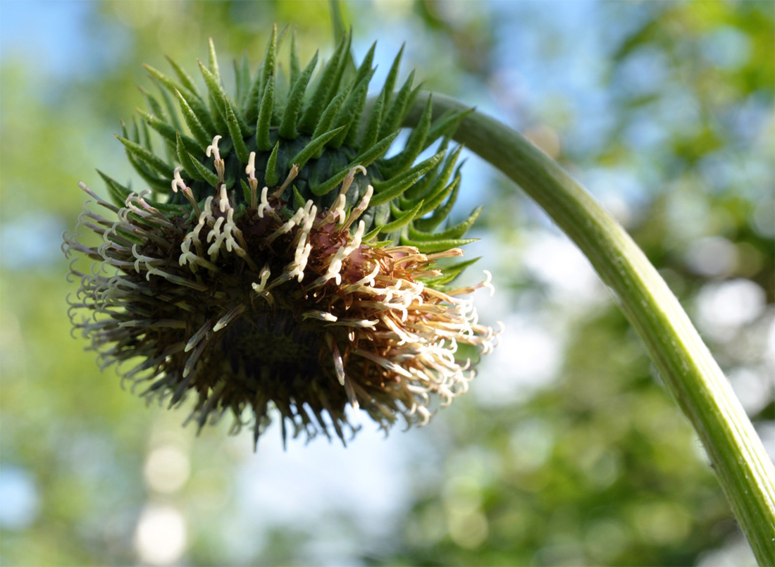 Изображение особи Saussurea frolowii.