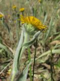 Inula oculus-christi. Верхушка побега с соцветием. Дагестан, Кумторкалинский р-н, хр. Нарат-Тюбе, нагорная степь. 02.06.2019.