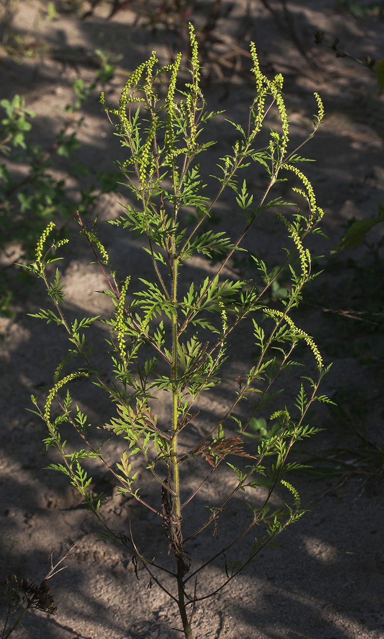 Изображение особи Ambrosia artemisiifolia.