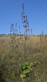 Phlomoides tuberosa