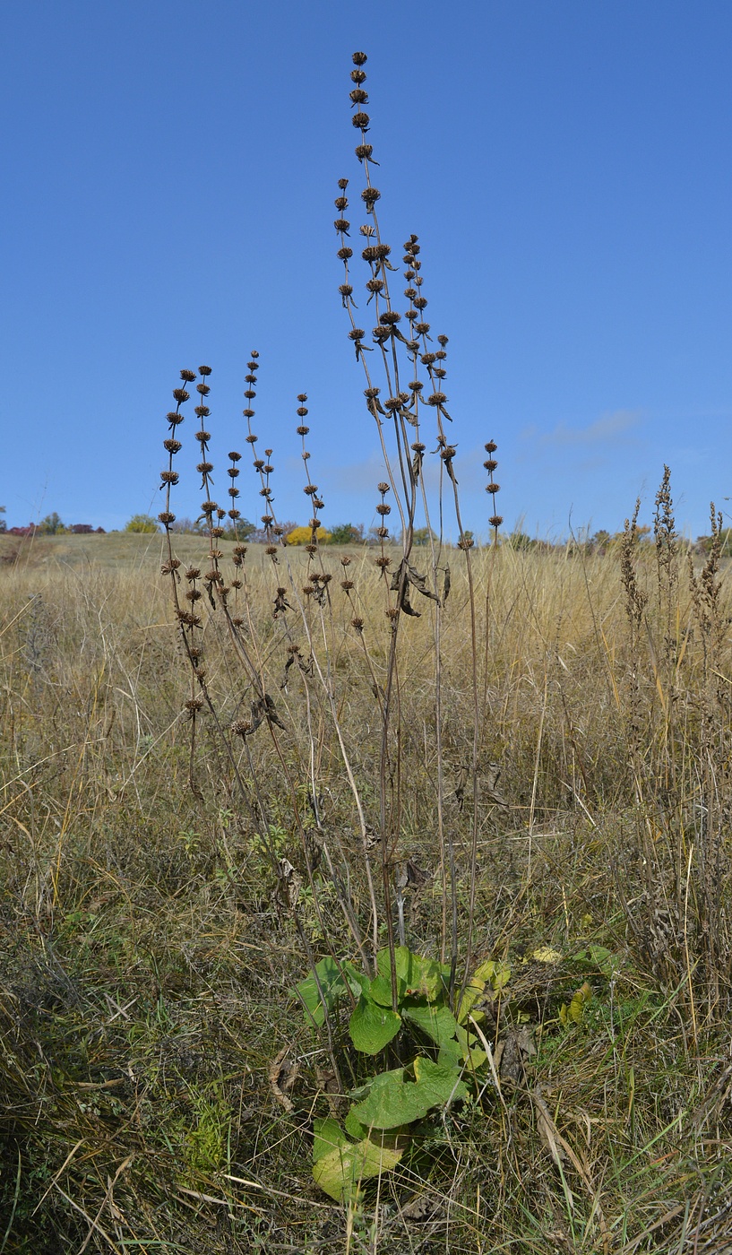 Image of Phlomoides tuberosa specimen.