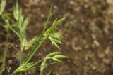 Juncus bufonius