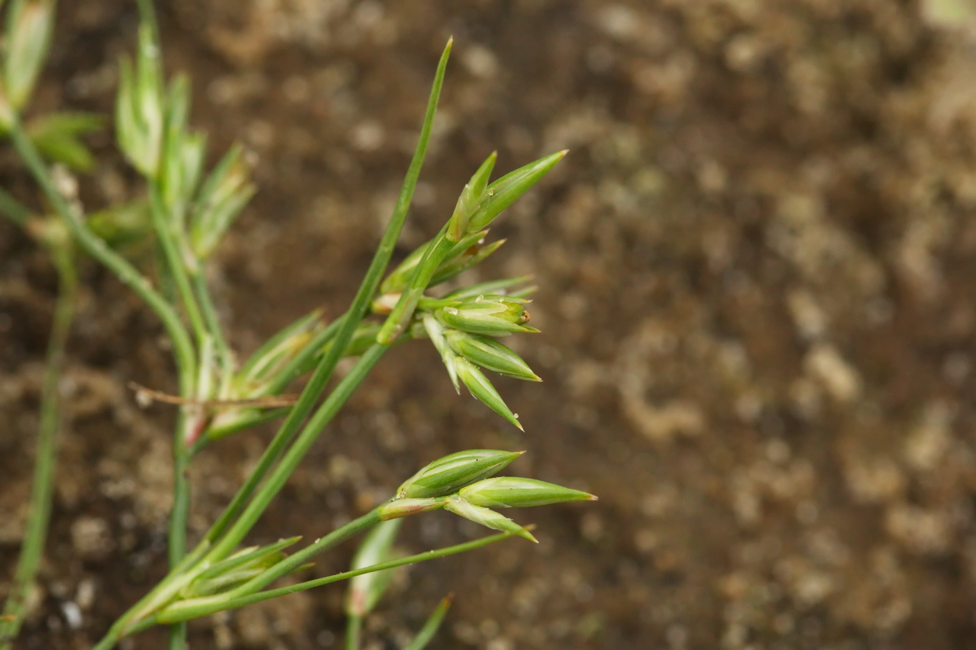 Изображение особи Juncus bufonius.