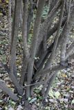 Viburnum mongolicum. Нижние части стволов. Китай, Харбин, Хэйлунцзянский лесной ботанический сад, в культуре. 06.10.2019.
