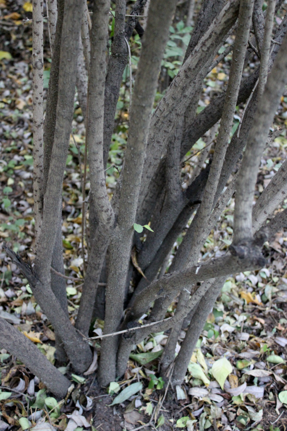 Изображение особи Viburnum mongolicum.
