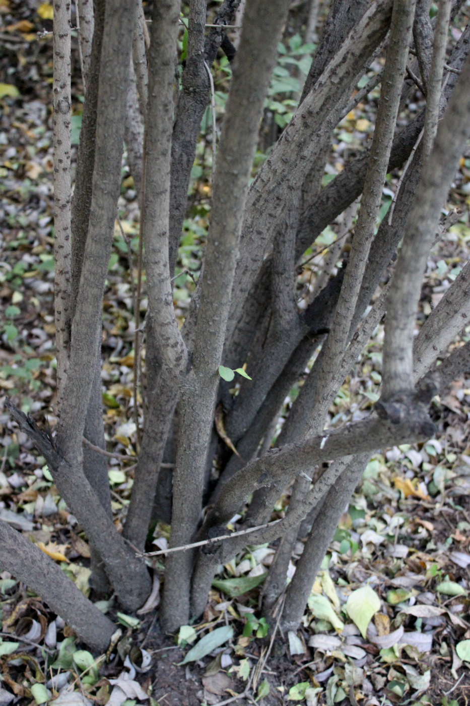 Image of Viburnum mongolicum specimen.