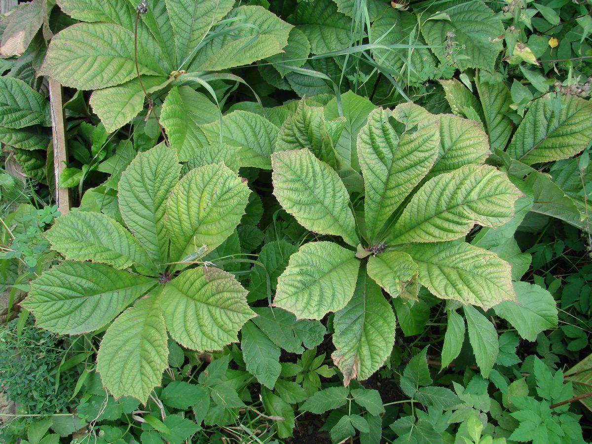 Изображение особи Rodgersia aesculifolia.