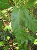 Laurus nobilis. Лист с поражениями. Краснодарский край, Сочи, окр. мкр. Мацеста, лес. 06.11.2019.