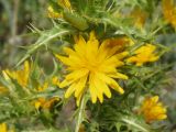 Scolymus hispanicus