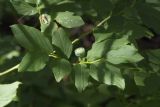 Vaccinium axillare. Фрагмент веточки с незрелым плодом. Сахалинская обл., Охинский р-н, окр. г. Оха, смешанный лес по границе с заболоченным приморским лугом. 23.07.2017.
