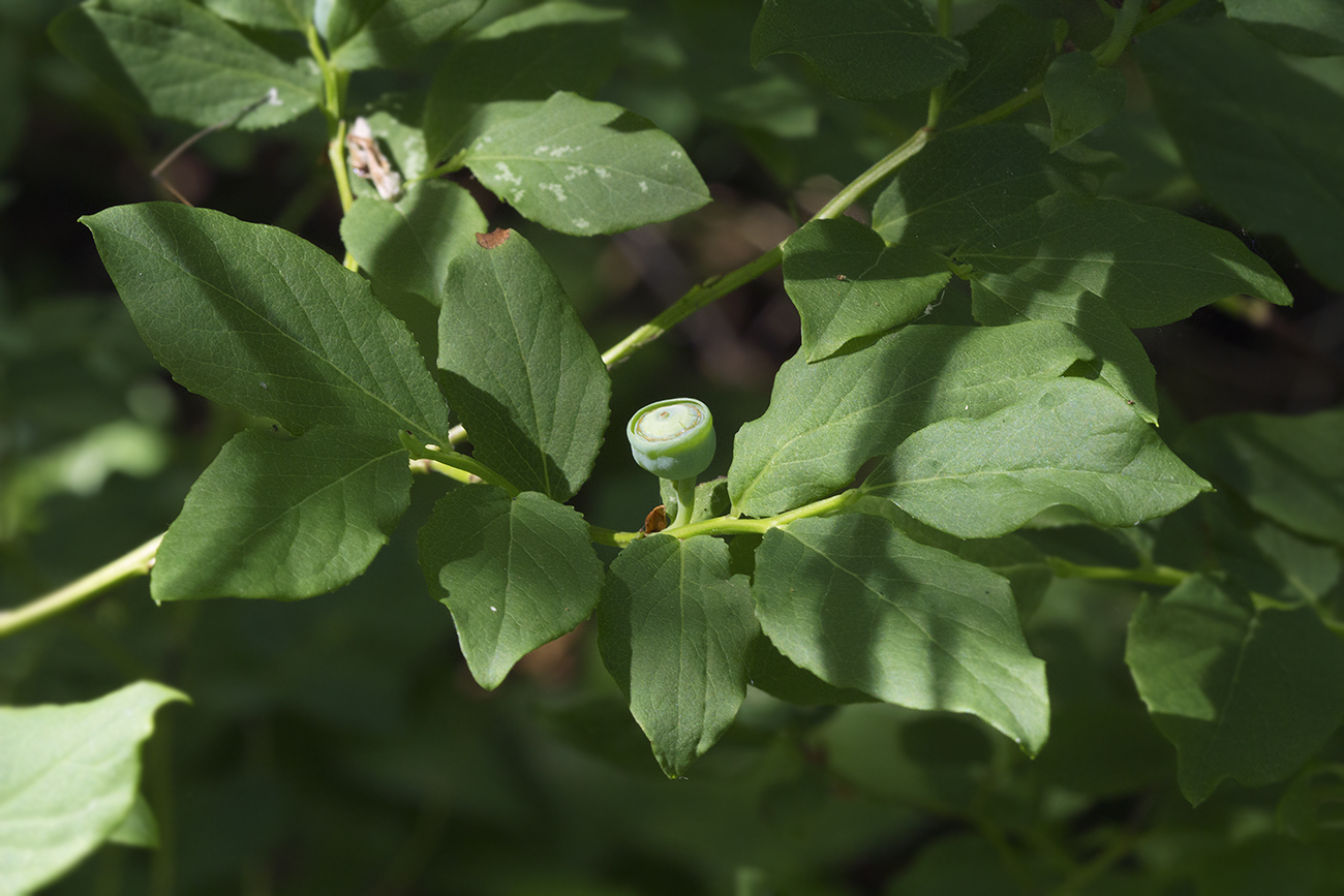 Image of Vaccinium axillare specimen.