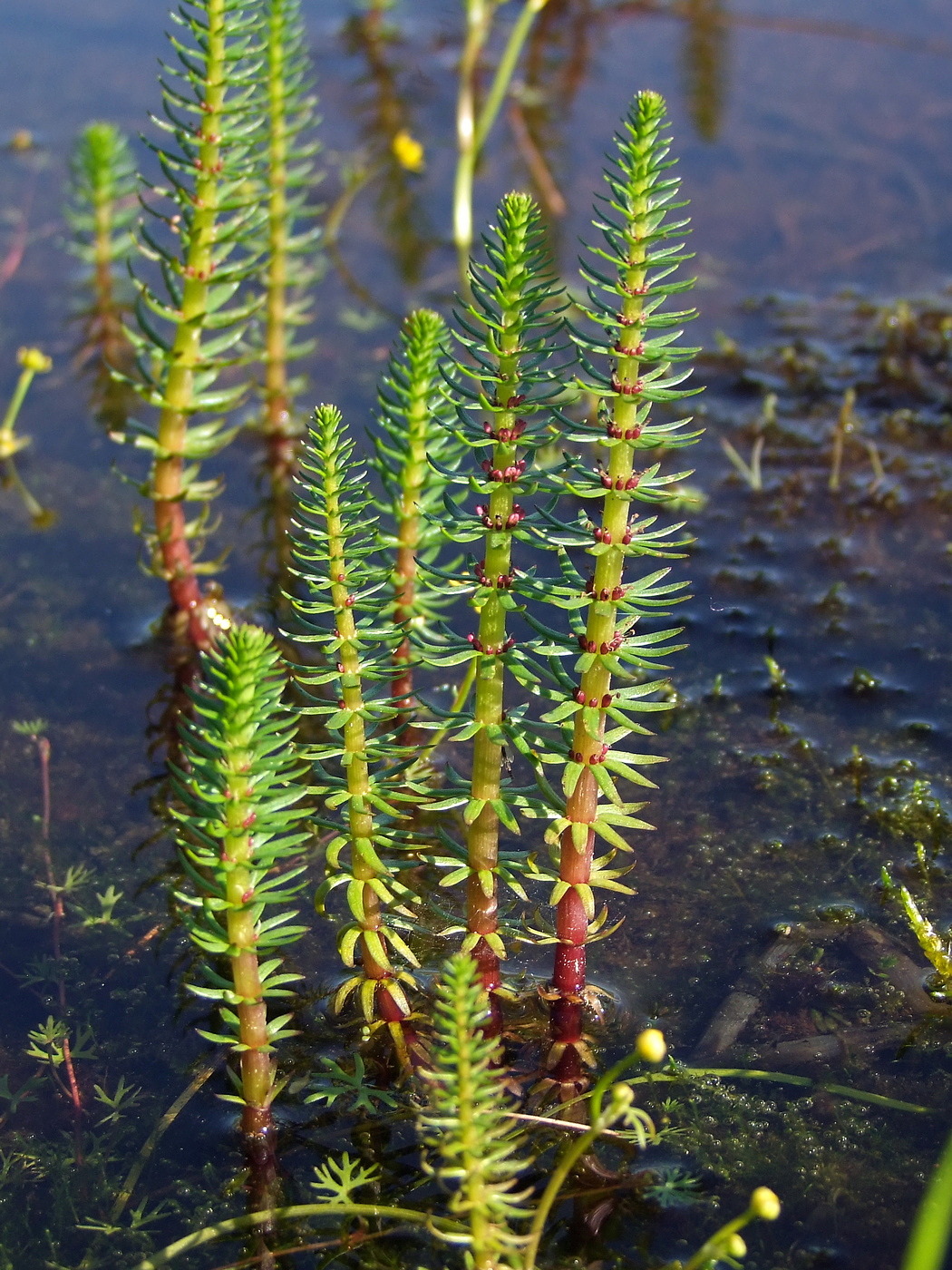 Изображение особи Hippuris vulgaris.