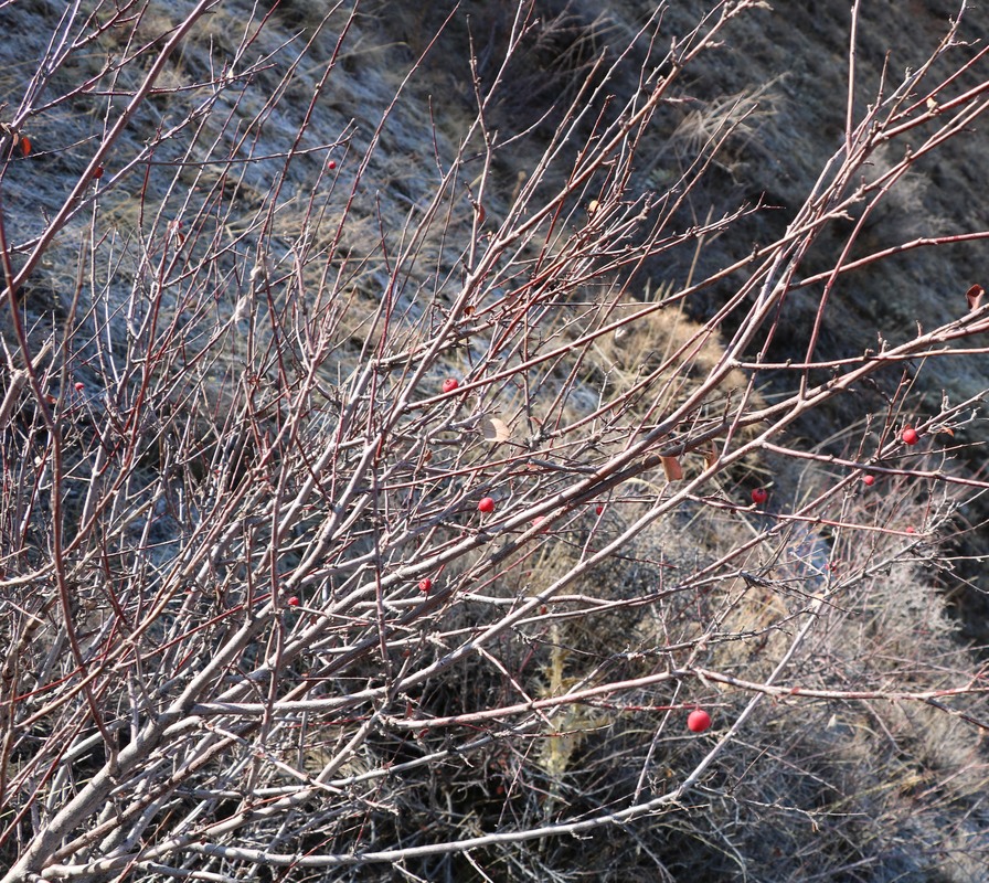 Изображение особи род Cotoneaster.