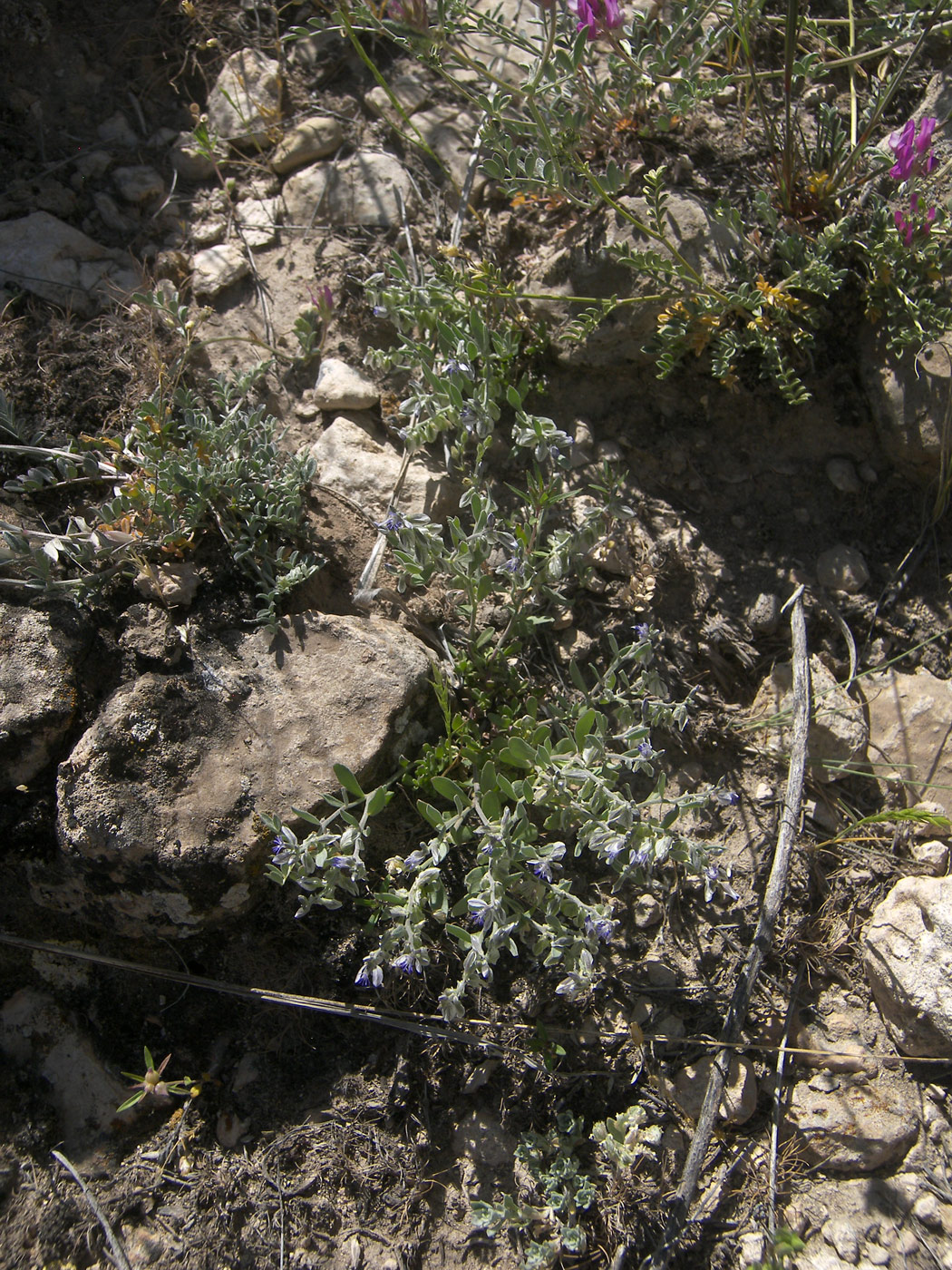 Image of Polygala hohenackeriana specimen.